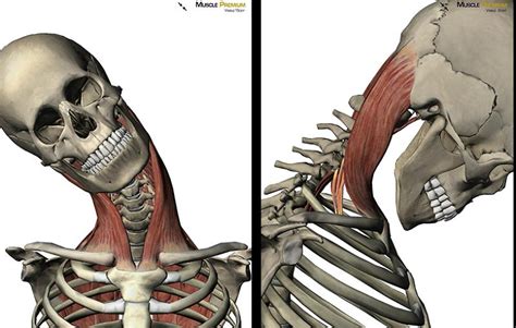 Myology Axial Muscles Vertebral Column Posterior Anterior And Lateral