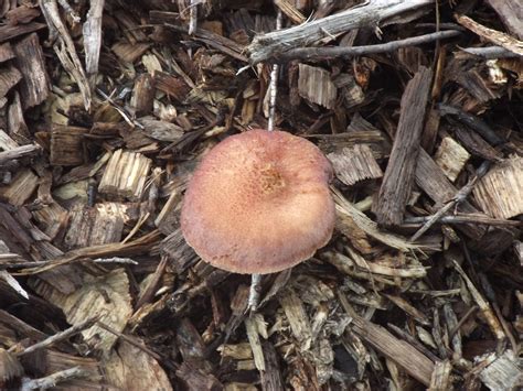 Georgia Mushroom Id Mushroom Hunting And Identification Shroomery