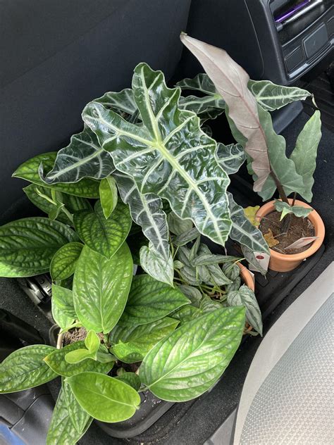 Lowes Plant Haul c: : r/houseplants