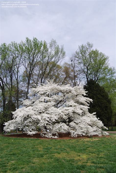 After all, nearly 70% of the state is covered in forests. 217 best Trees of Alabama images on Pinterest | Nature ...