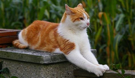 Many orange cats will have white legs and a white underbelly. Cats and my Girl ...: Bi-Colored Cat Coats