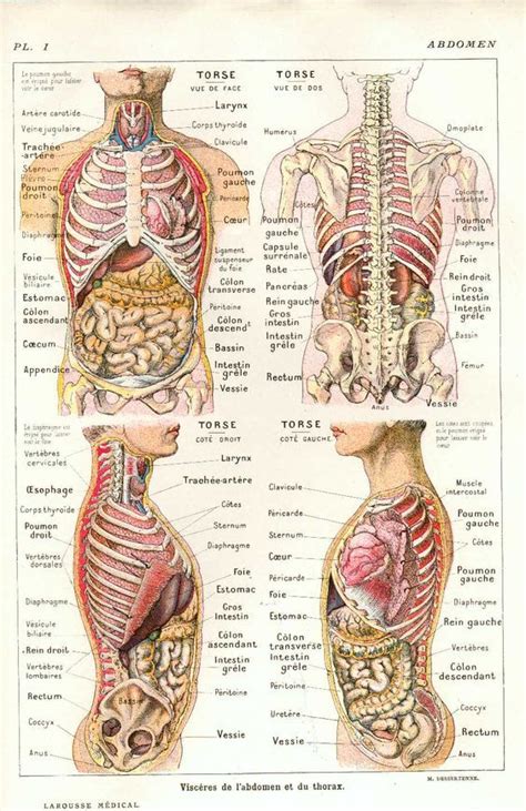 Anatomique Organes Anatomie Du Corps Organes Corps Humain