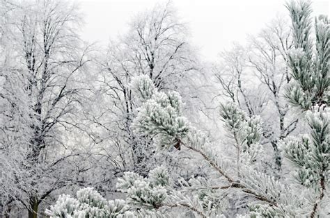 Tree In The Winter Free Stock Photo Public Domain Pictures