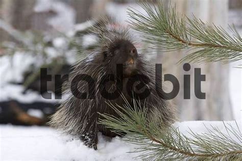 Porcupine In Winter Download Animals