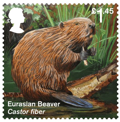 I was reading through this section, and i decided to read more about the arctic fox (listed as extinct the information in the article covers the whole of the british isles; Reintroduced Species (2018) : Collect GB Stamps