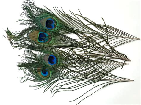Peacock Eye Feathers — Dragontail Tenkara