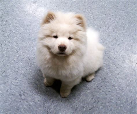 Look How Cute This White Chow Chow Is Dogs Chow Cute Dogs Dogs
