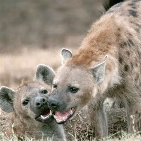 A World Of Hyena Key Facts About Hyenas Hyena Fierce Animals