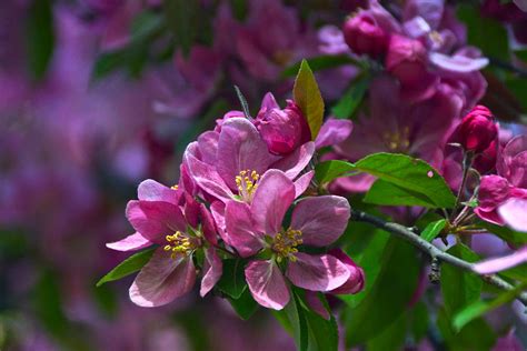 Pink Crabapple Blossoms Photograph By Byron Varvarigos Fine Art America
