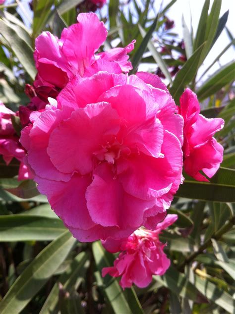 Check spelling or type a new query. Pink flowering shrub | Flowering shrubs, Flowers, Shrubs