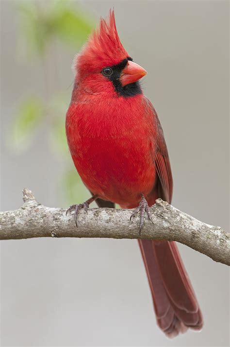 Male Northern Cardinal In January Photograph By Bonnie Barry