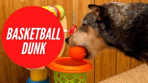Dogs Dunk Basketball Youtube