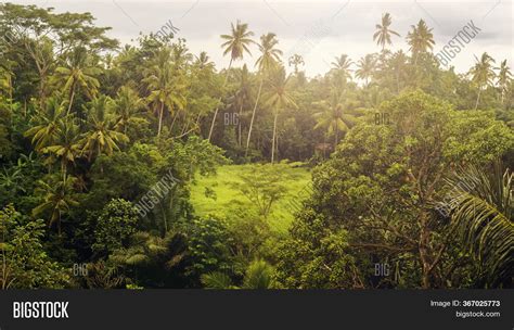 View Rainforest Image And Photo Free Trial Bigstock