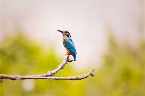 Verde Valley Birding And Nature Festival Verde Valley Events