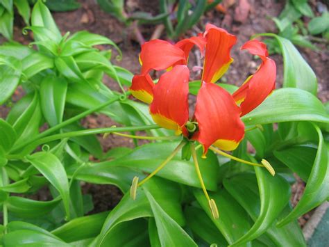 Flame Lily Free Photo Download Freeimages
