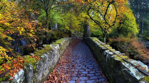 Stone Walk Path Between Colorful Autumn Trees Hd Nature Wallpapers Hd
