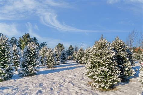 Snow Covered Winter Christmas Tree Farm Stock Photo Image Of Blanket