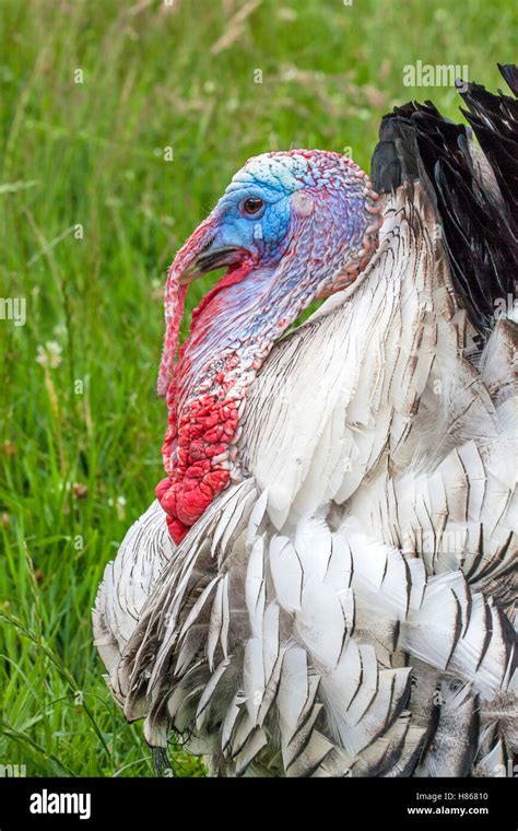Domestic Turkey Meleagris Gallopavo On Farm Netherlands Stock Photo