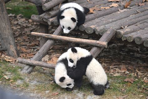 The Giant Panda Breeding Research Base In Chengdu