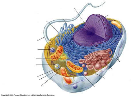 La Cellula Eucariote Diagram Quizlet