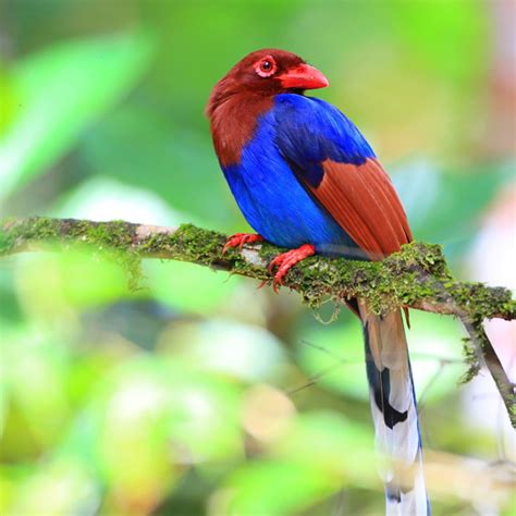 Find Information About Birds Sri Lankan Endemic Birds