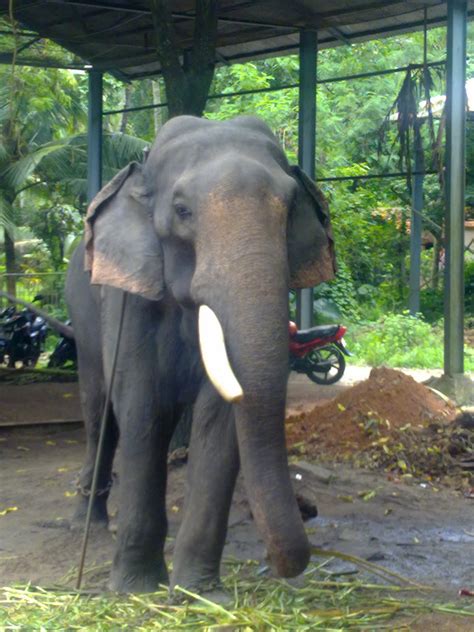 Guruvayur Elephants Kerala Elephants