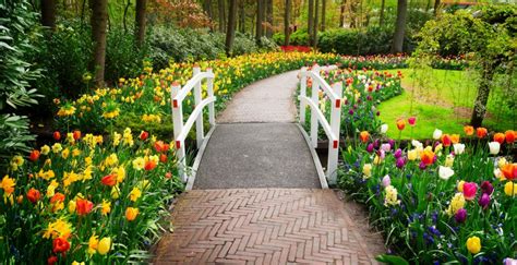 Dutch quality flowers b.v is a family business established in 1989. Springtime River Cruises. What to see in Holland and Belgium