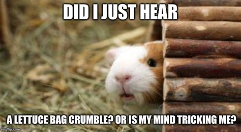 Image Tagged In Lelz Guinea Pig Imgflip