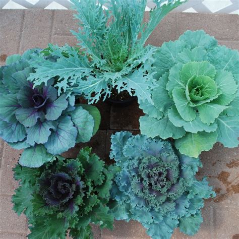 Brassica Oleracea Flowering Cabbage And Flowering Kale From Meadowridge Inc