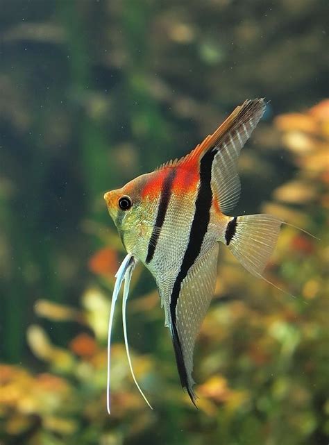 Manacapuru Red Shoulder Angelfish Pterophyllum Scalare Cichlid