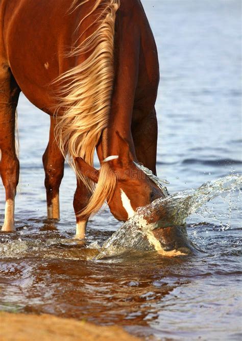 Chestnut Horse Playing With Water Stock Photo Image Of Halter