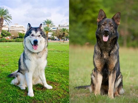 We all tried too hard. Alaskan Malamute German Shepherd Mix (Alaskan Shepherd ...