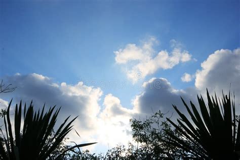 Green Leaf Silhouette Cloud Sky Sun Ray Stock Photos Free And Royalty