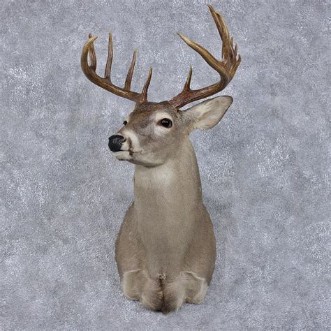 Whitetail Deer Mount For Sale 12490 The Taxidermy Store