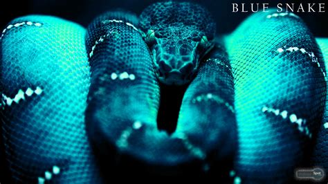 73 Cool Snake Wallpapers