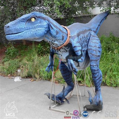 Exclusive Raptor Blue Costume With Bristles Feathers Dcrp717 Dinosaur Costume Cute Dinosaur