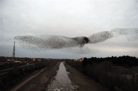 A Huge Flock Of Starlings Form The Shape Of A Hawk In Taunton England