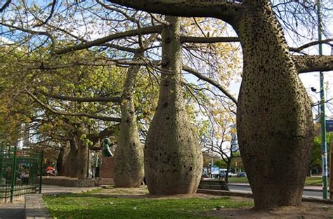 20 Strange And Beautiful Trees From Across The World Page 9 Of 10