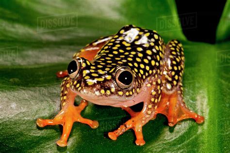 Starry Night Reed Frog Heterixalus Alboguttatus Native To Madagascar