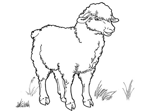 Sheep Coloring Page Printable