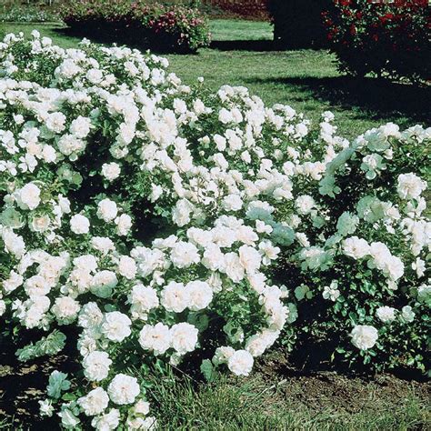 White Meidiland Groundcover Rose Brecks