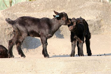 The African Pygmy Goat Is Waiting For You At Zoo Leipzig