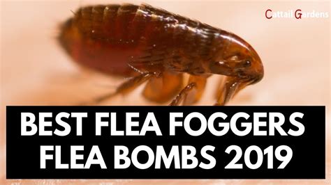 Best Flea Foggers 2022 And Flea Bombs Reviews Youtube