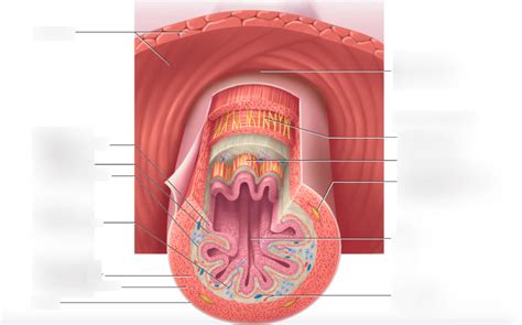 Tissue Layers Of The Digestive Tract Diagram Quizlet