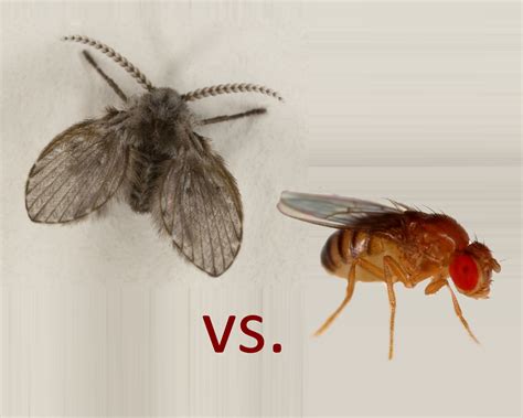 What Is The Difference Between A Fruit Fly And A Drain Fly
