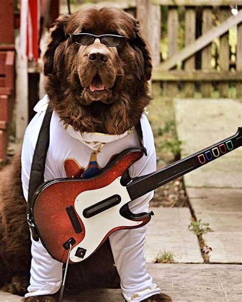 12 Newfies That Are Going To Get All Your Treats On Halloween