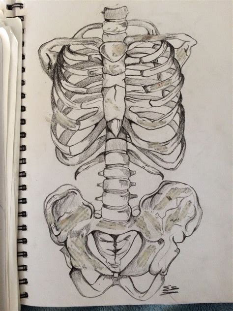 Skeleton Torso In Charcoal Drawing Torso Torso Drawing Skeleton