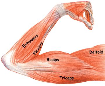 The anterior forearm muscles are divided into 3 muscular layers; Rafael Nadal Arm Workout