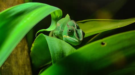 Green Chameleon Reptile Close Up Foliage Wallpaper 3840x2160 Uhd 4k