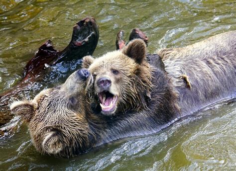 Zoomed In Photograph Of Two Young Bears Wrestling In The Water Stock